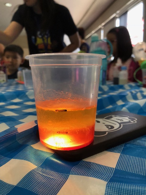 science workshop lava lamp